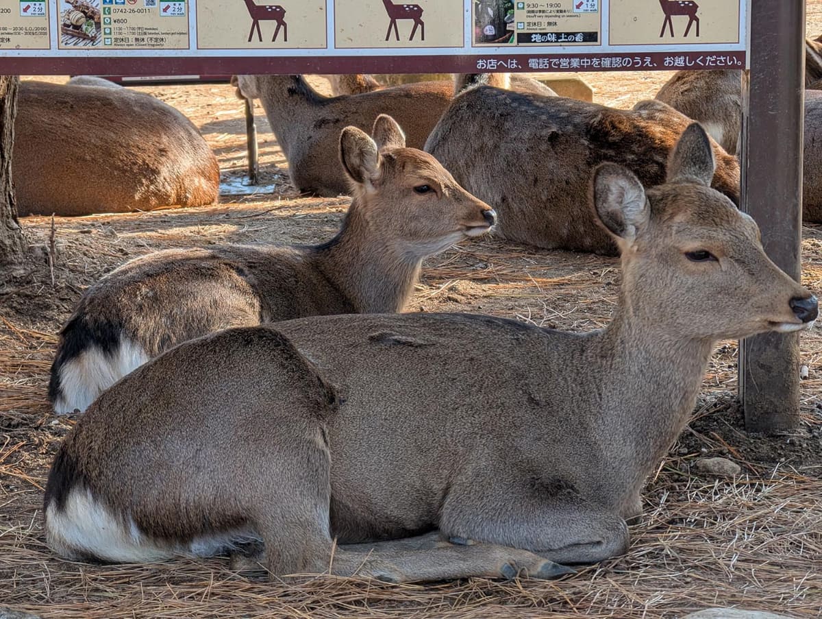 たくさんの観光客が押し掛けるなか、奈良公園で休むシカたち