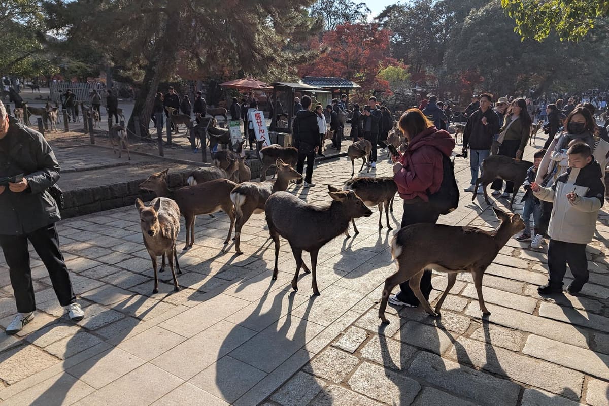 インバウンドの観光客でも賑わう奈良公園とシカたち。皆が高性能なスマートフォンを持つようになったことで、可能になったサービスもある