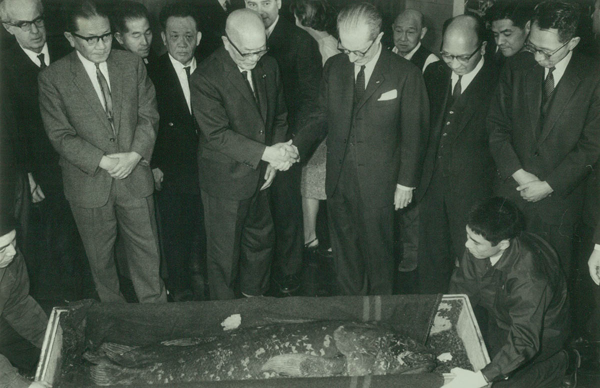 1967年にフランス政府から寄贈されたシーラカンス