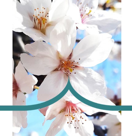 「桜の花弁」の形状を模した曲線を車両間でつなげる