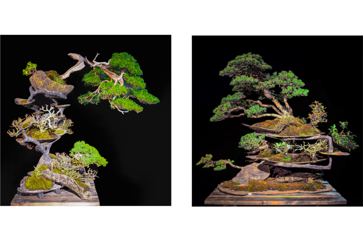 実物の盆栽作品「曲」と「線」