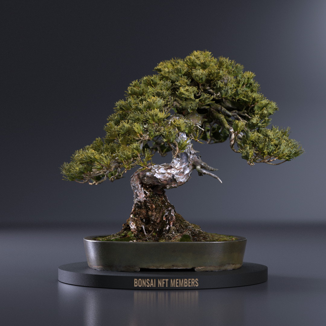 記念NFT「BONSAI NFT MEMBERS」