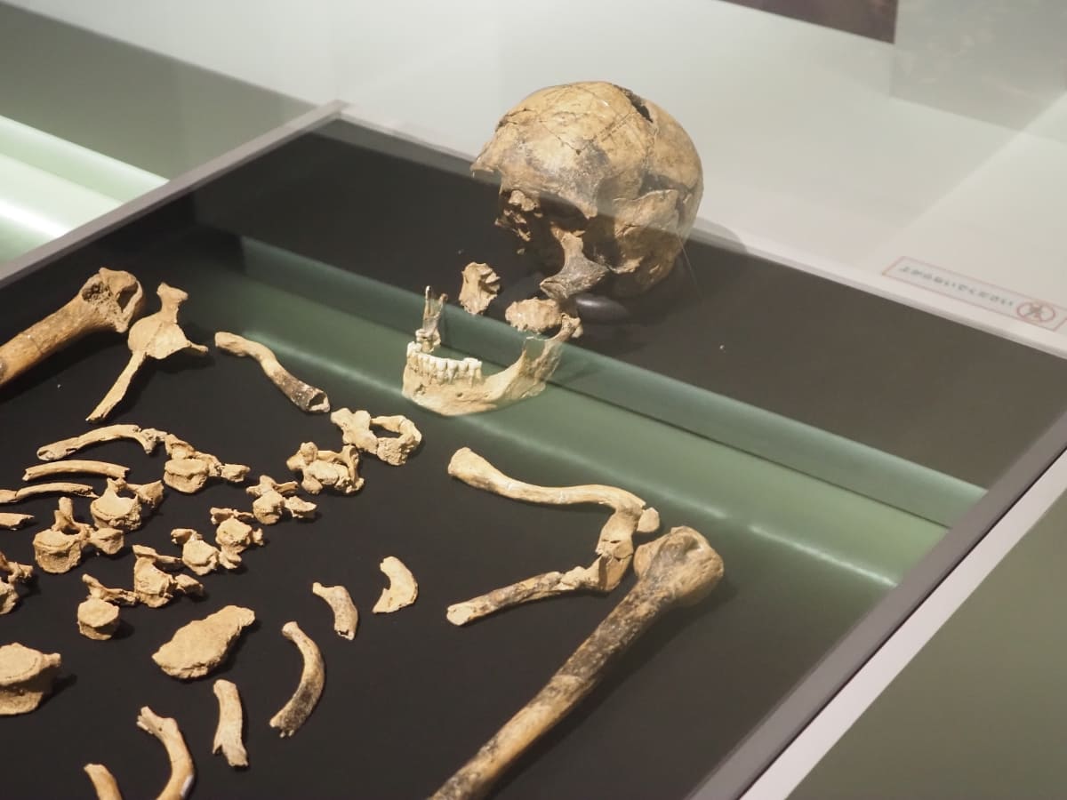 《白保竿根田原洞穴遺跡4号人骨》。沖縄県立埋蔵文化財センター所蔵