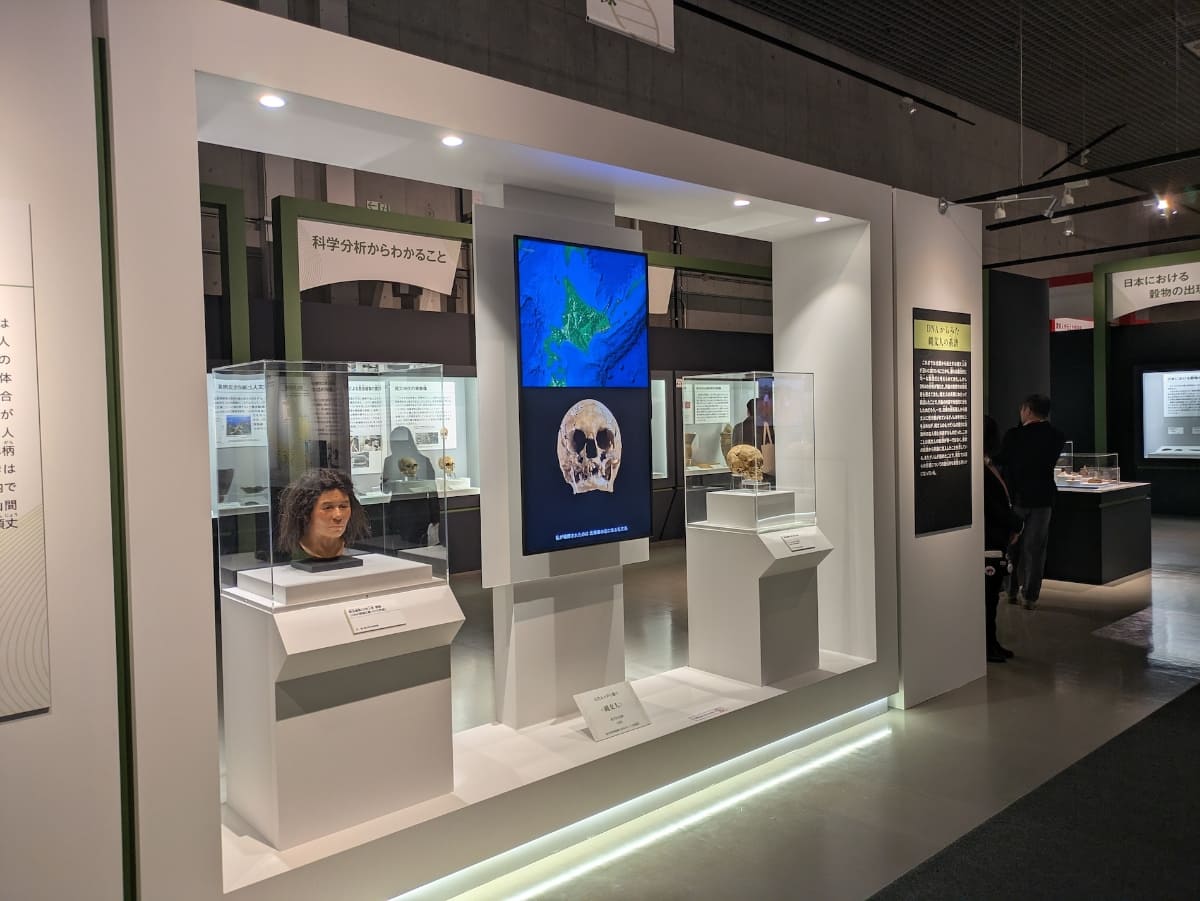 第2章「日本の基層集団－縄文時代の人と社会」の展示風景