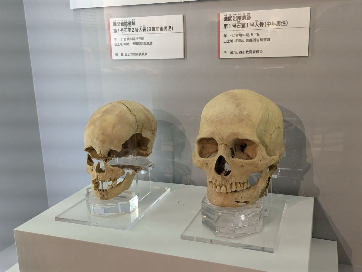 ゲノム解析により祖父と孫、あるいは叔父と甥だと分かった、田辺市教育委員会所蔵の《磯間岩陰遺跡 第1号石室1号人骨(中年男性)》と《同2号人骨(3歳前後男児)》