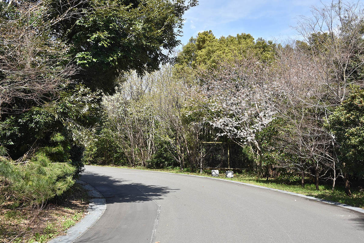 海の森公園内に植樹されたオオシマザクラは3月末から4月初旬が見頃