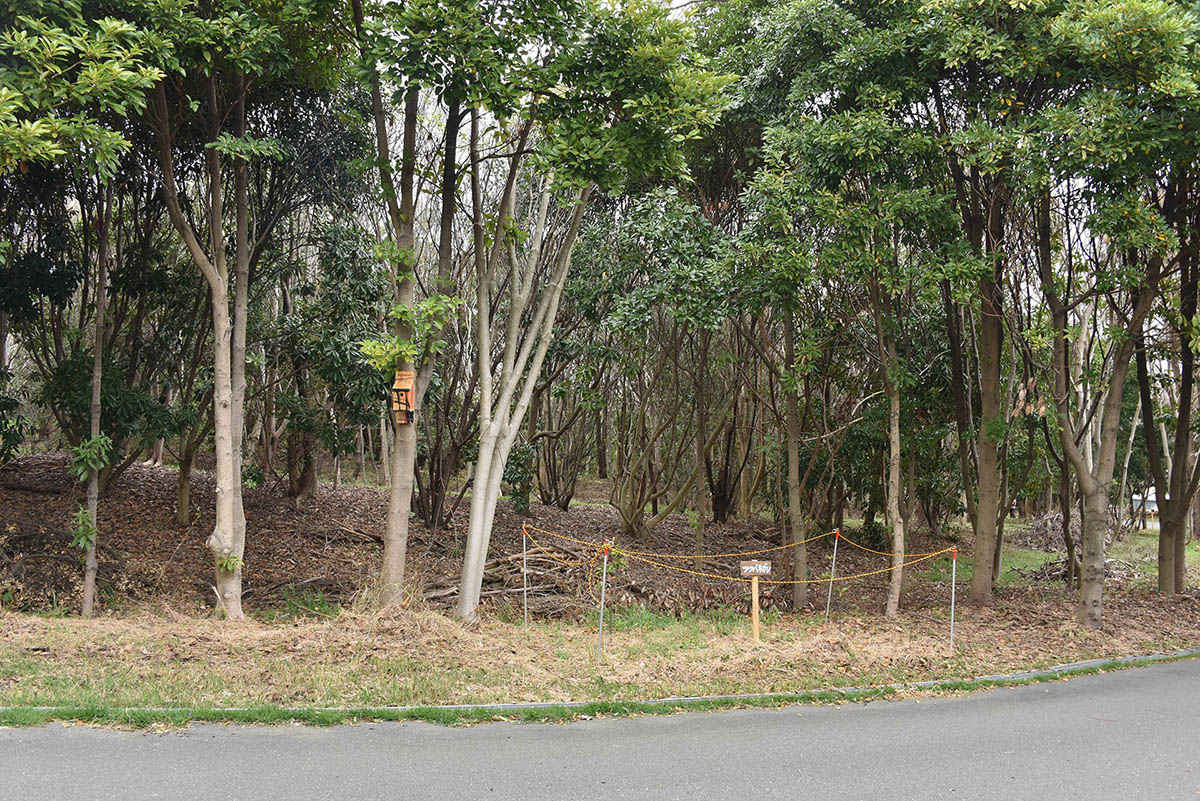 園路脇の木々には、飛来する鳥が営巣できるように巣箱を設置