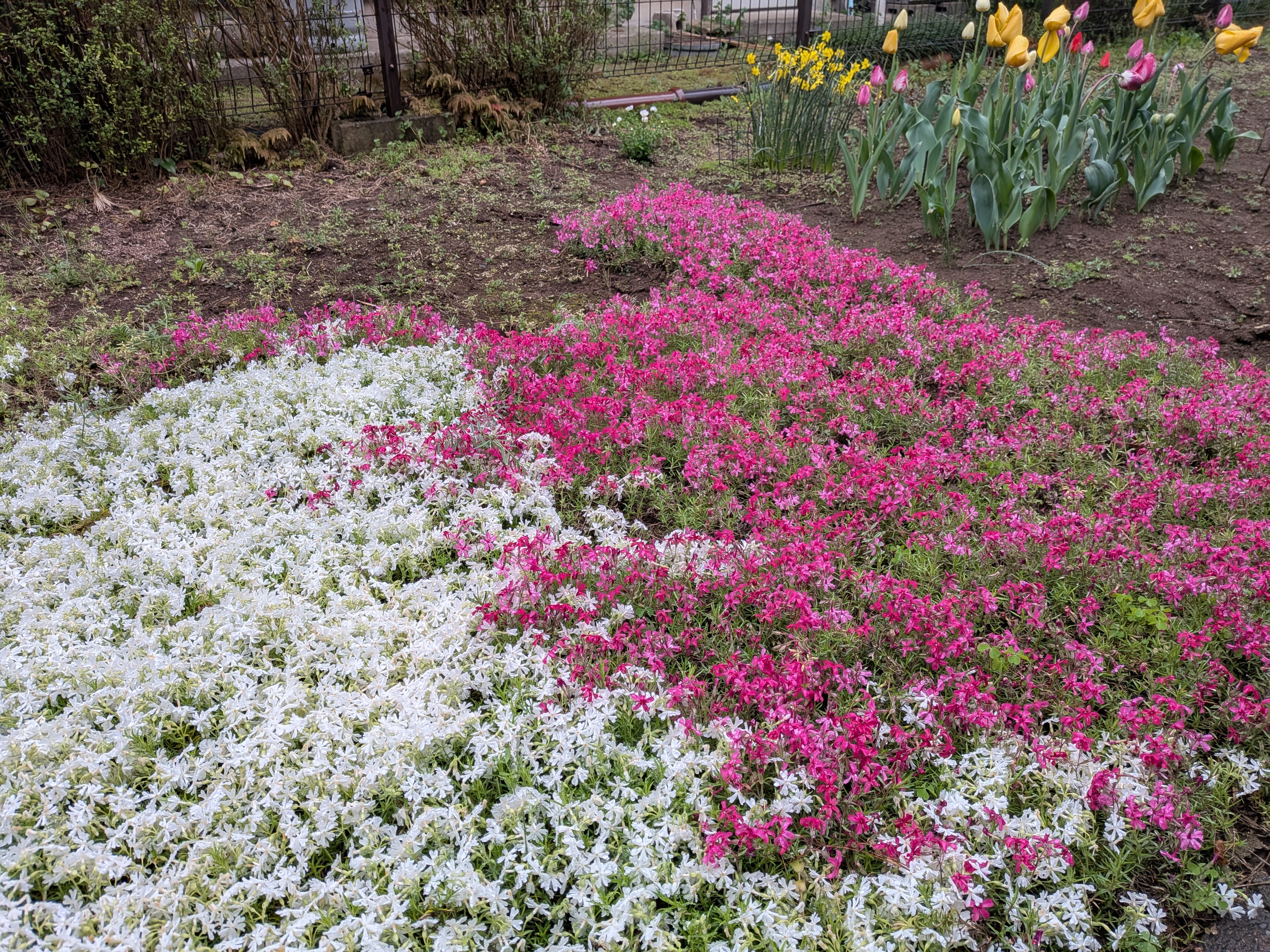 Pixel 9aでの撮影