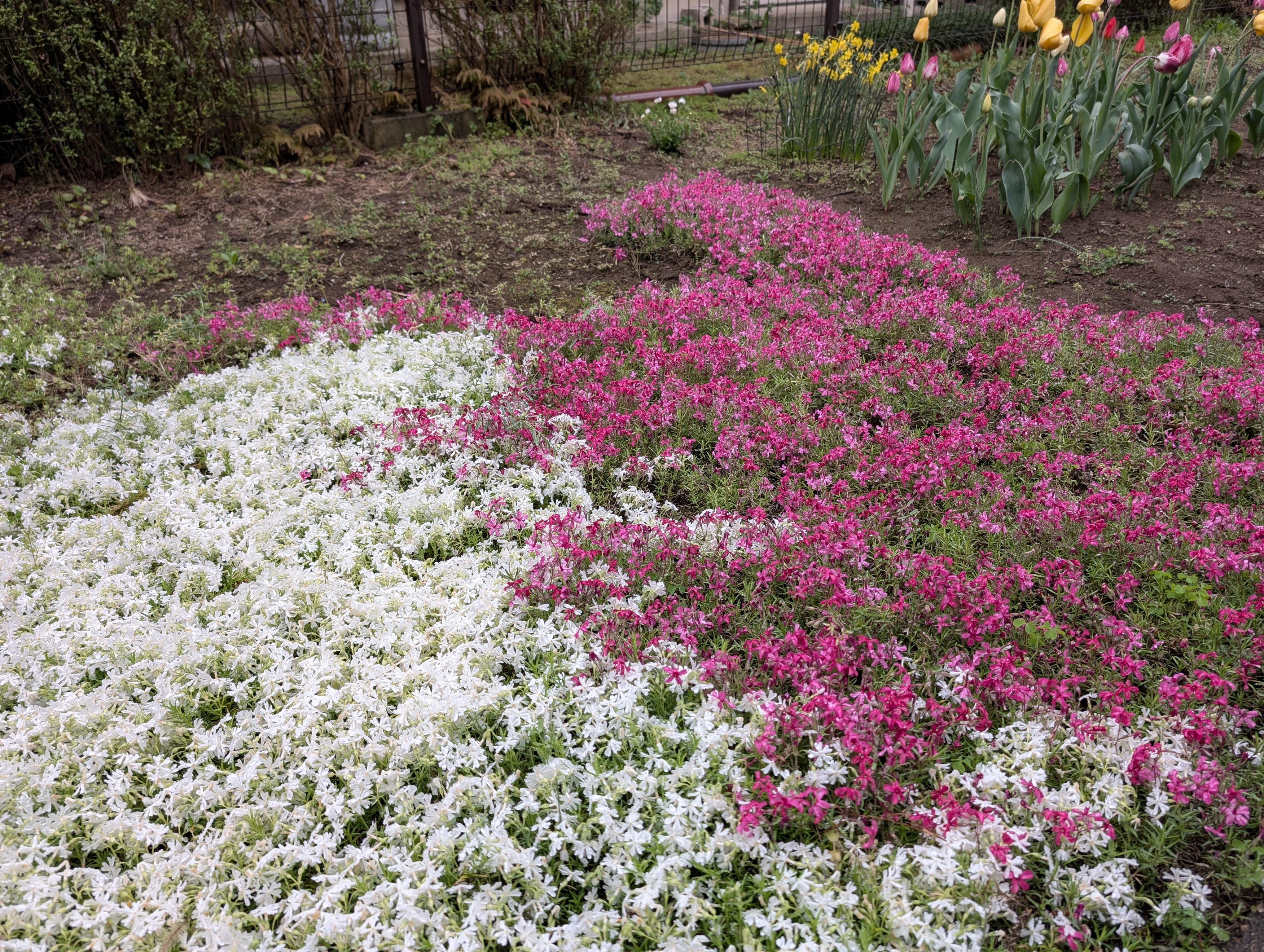 Pixel 9 Proでの撮影(3機種中ではカメラ的に最も高性能なモデル)