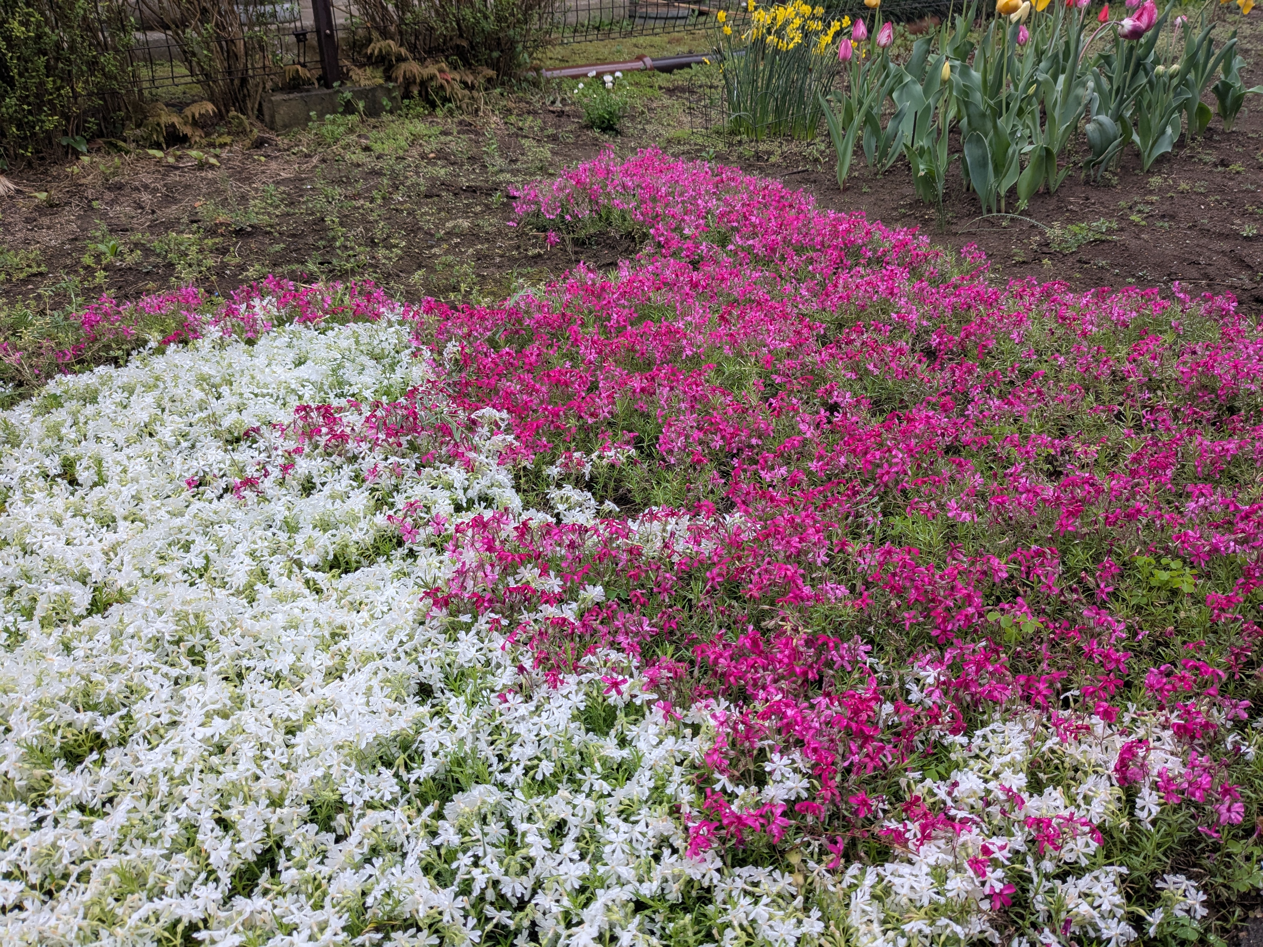 Pixel 6aでの撮影