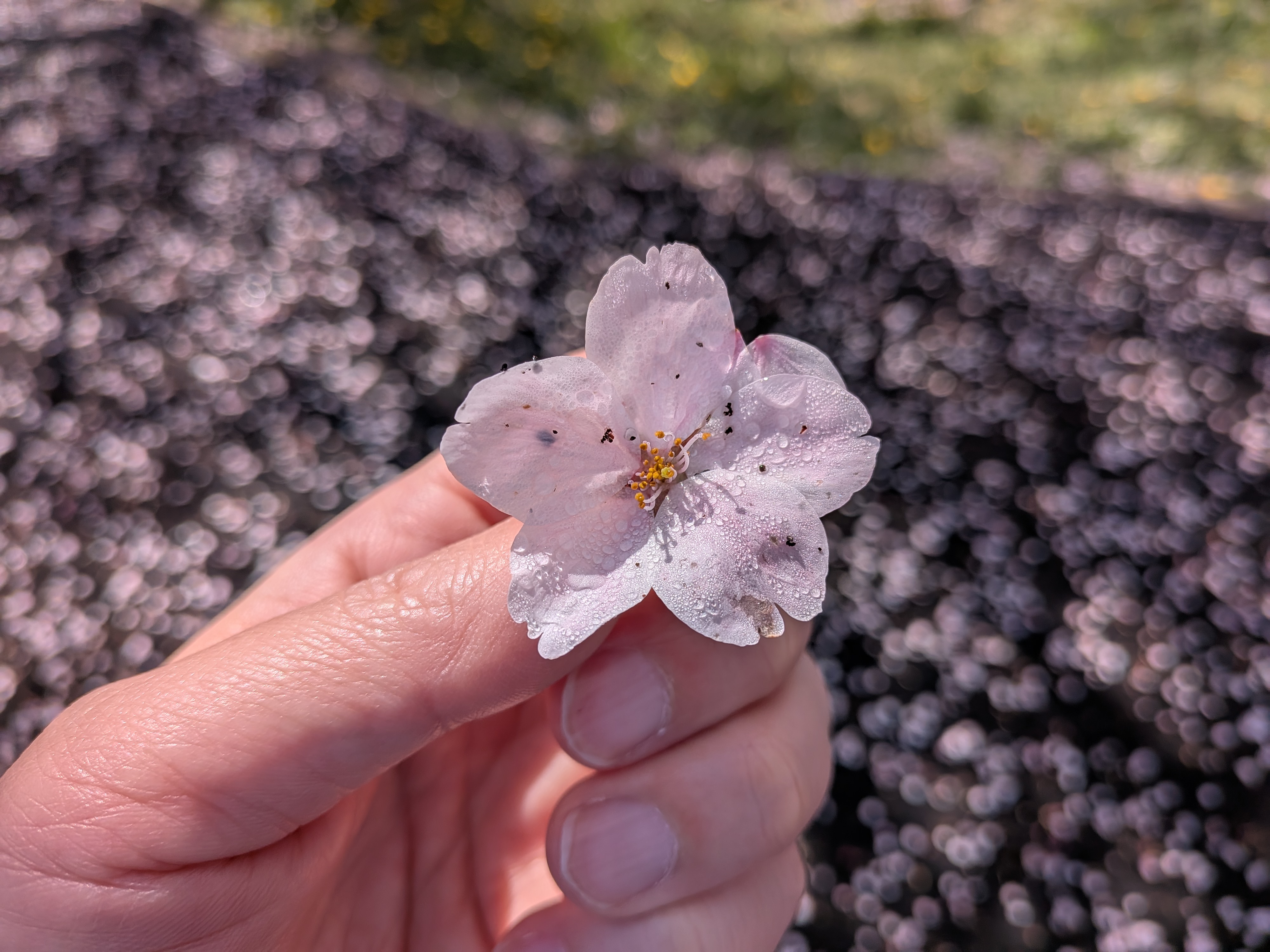 草花の接写などでマクロ撮影は役立ちます