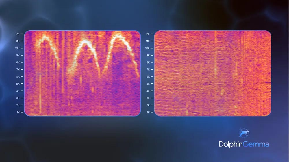餌を探している間に、母親のイルカが子イルカを見守る。母親は、餌を食べ終わった子イルカを呼び戻すために、口笛を吹く(左)。口笛を視覚化(右)