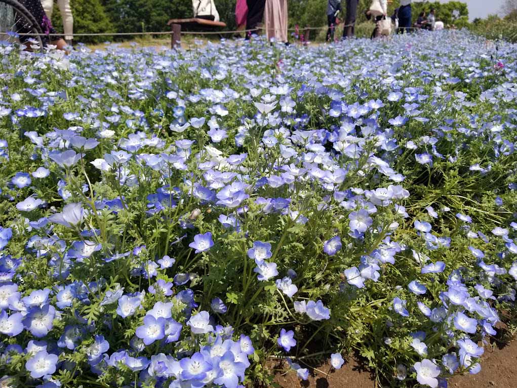 GW期間の昭和記念公園はネモフィラも有名