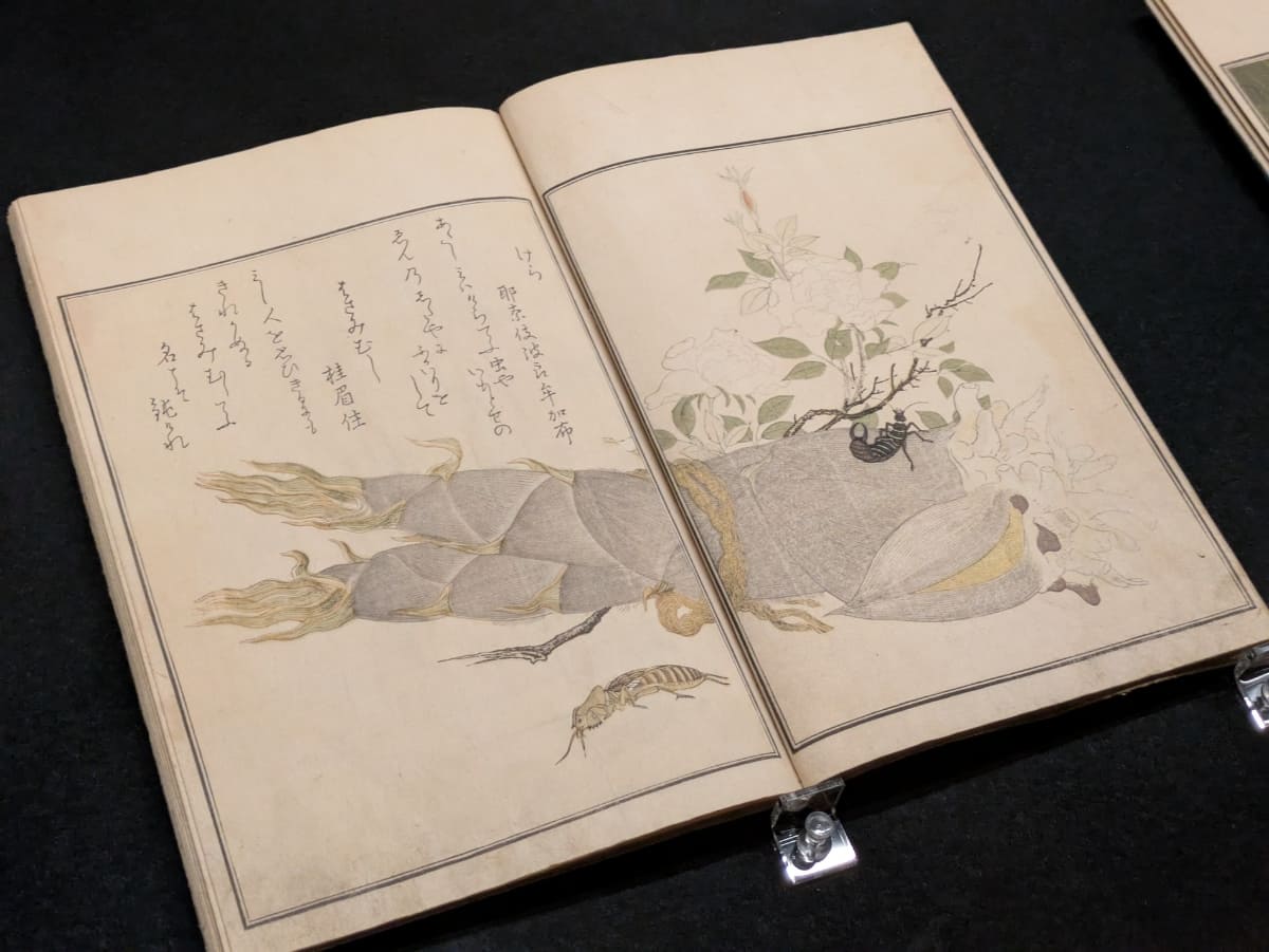 虫にちなんだ狂歌を、宿屋飯盛(やどやのめしもり)が撰した《画本虫撰(えほんむしえらみ)》は、絵を喜多川歌麿が描いたもの。天明8年(1788年)の正月に刊行。千葉市美術館蔵