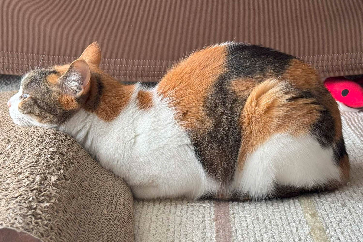 写真はイメージ