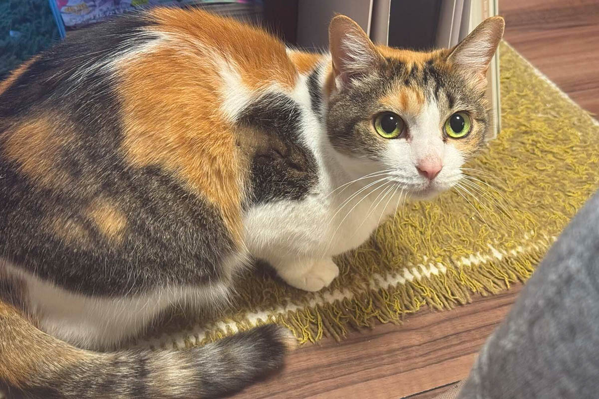 写真はイメージ