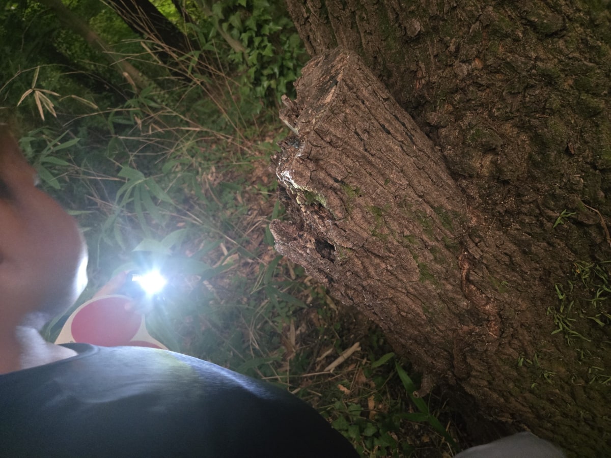 夏休みの昆虫探しにも活用していた