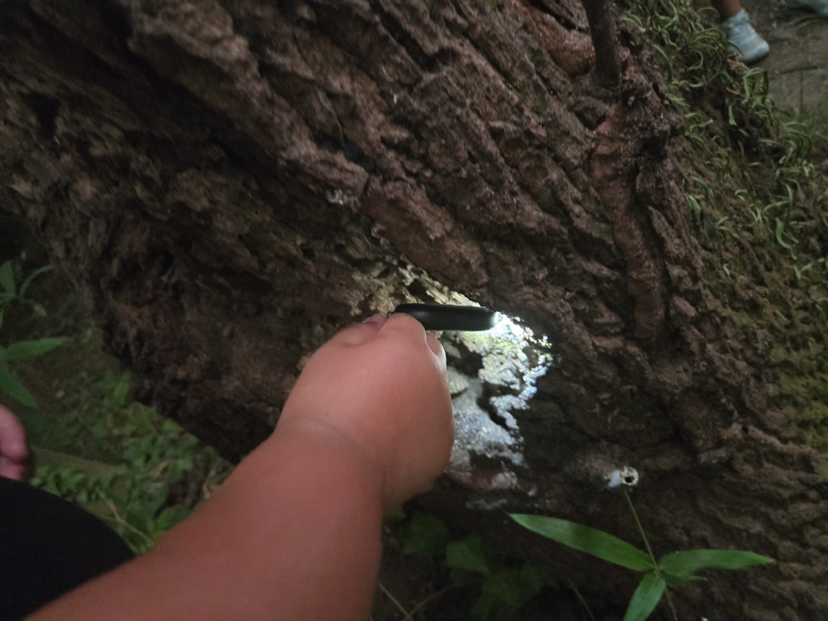 夏休みの昆虫探しにも活用していた