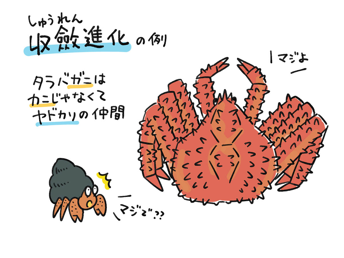 タラバガニはカニそっくりだけどヤドカリの仲間