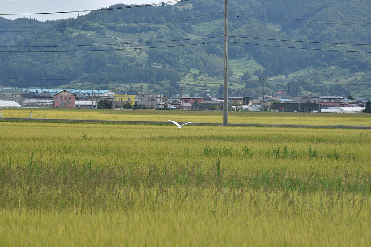 水田地帯には多くの渡り鳥が飛来