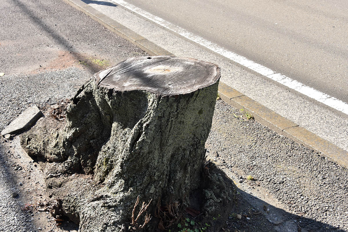 海軍道路に植樹されていたサクラは車線増の拡幅工事で伐採された