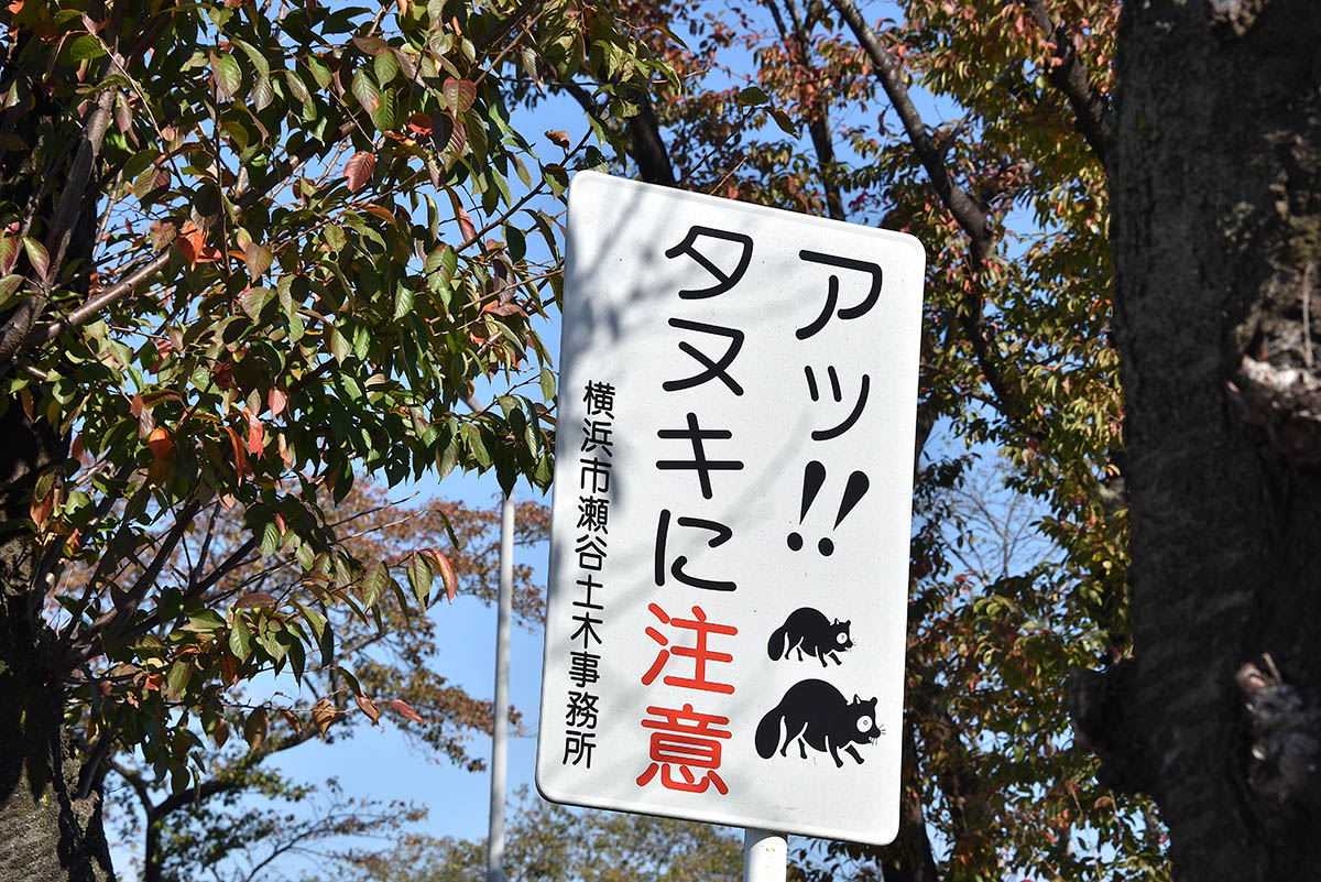 上瀬谷一帯はタヌキが出没するので自動車の運転にも注意が必要