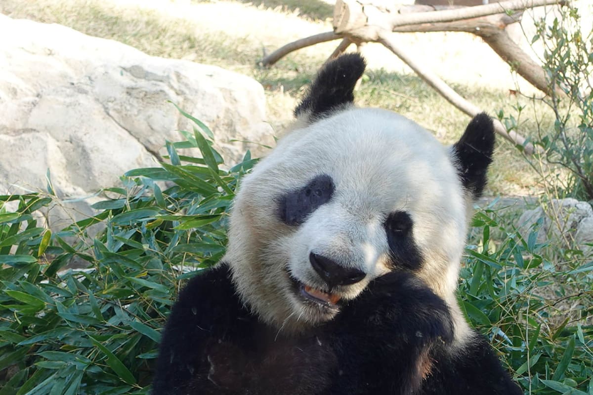 呑気に笹を食べるパンダ。上野動物園にて(23年11月撮影)