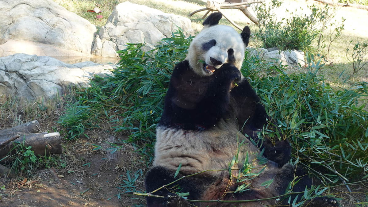 笹を食べるパンダ。上野動物園にて