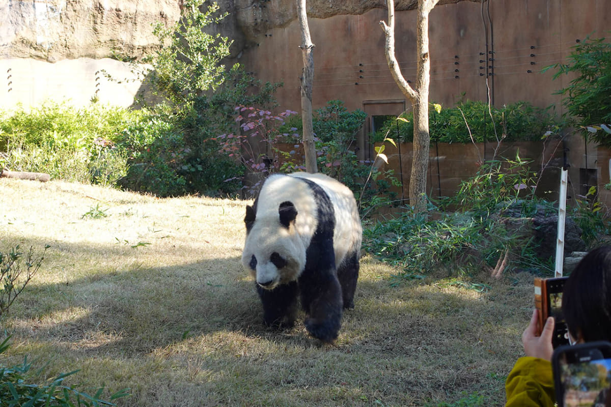 ゆっくり出てくるパンダ。上野動物園にて