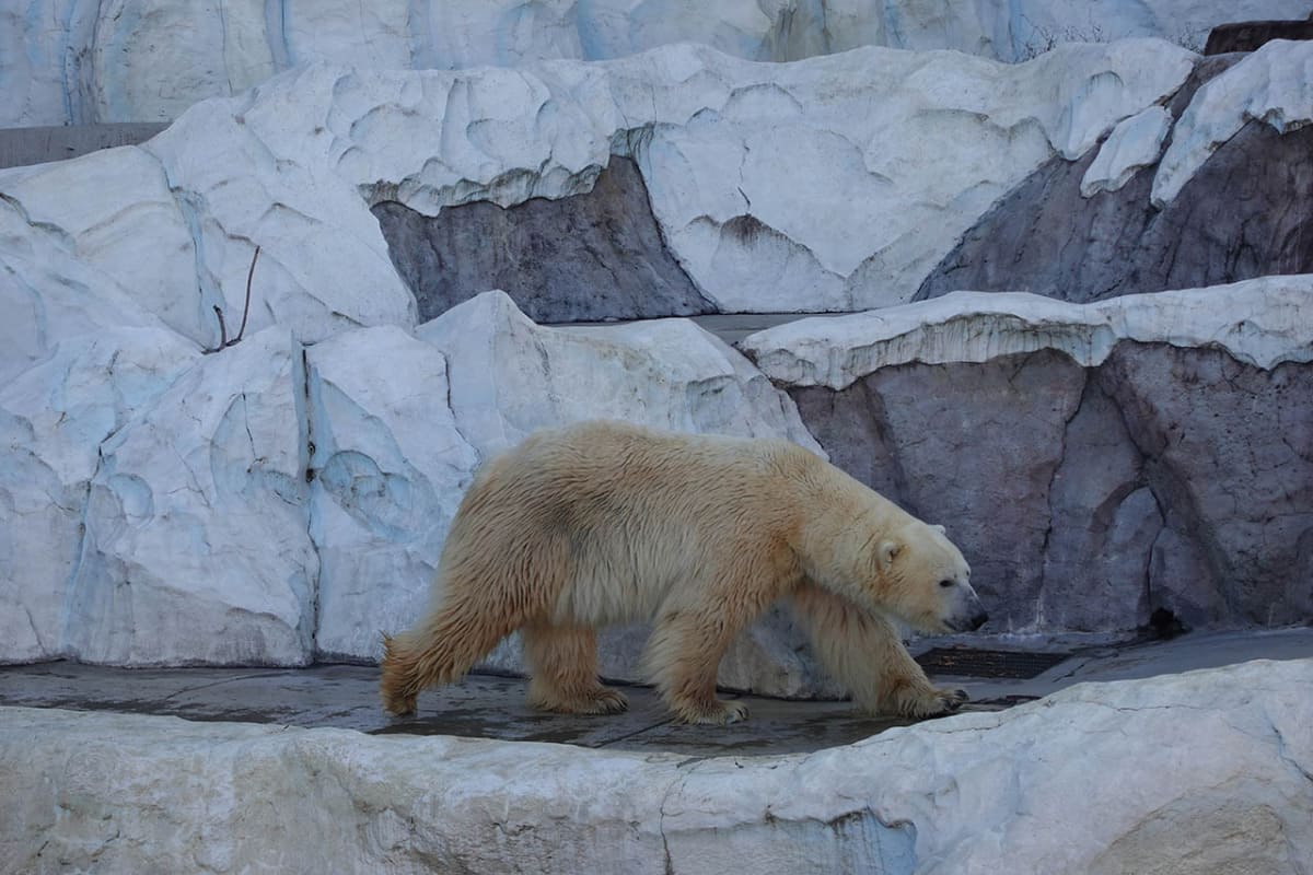 上野動物園内の「ホッキョクグマとアザラシの海」にて