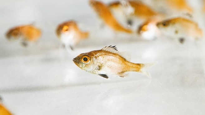 完全養殖によるノドグロの稚魚(106日齢)
