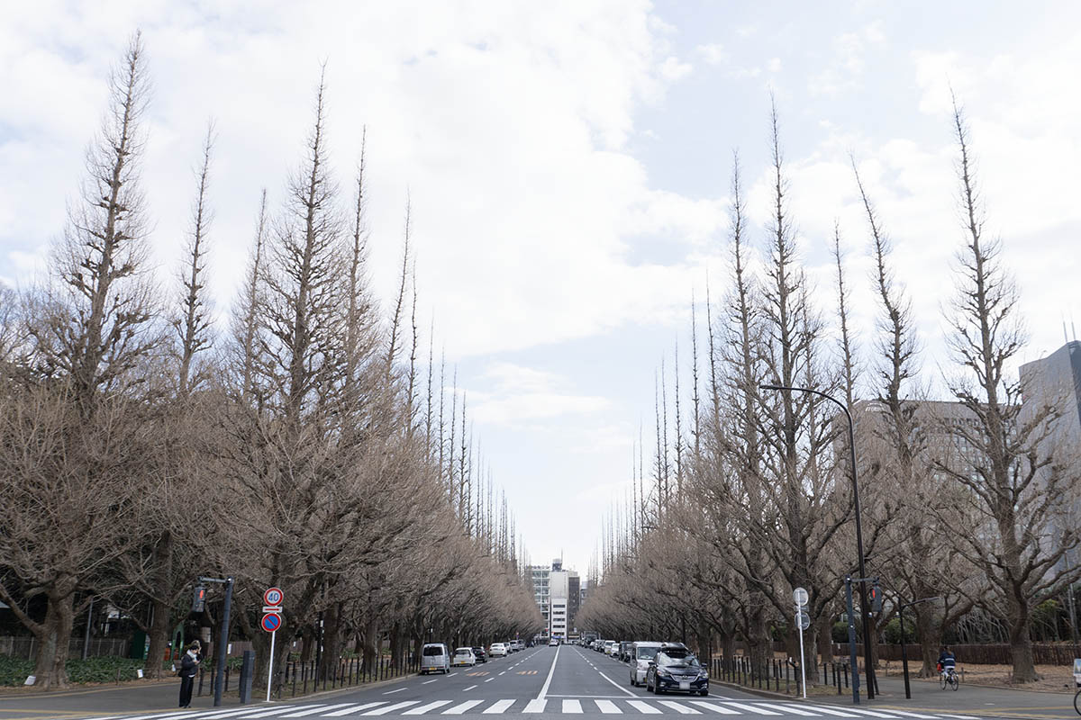 現在のイチョウ並木