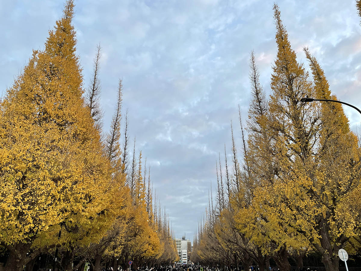 イチョウが色づくシーズンには多くの人で賑わう(21年12月撮影)