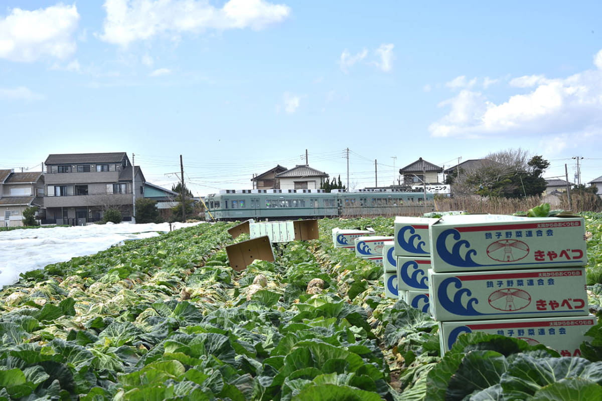 銚子電鉄とキャベツ畑
