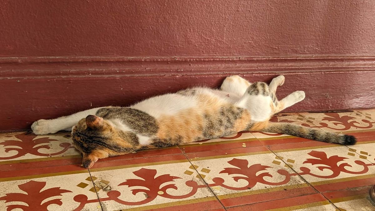タイ国鉄のアユタヤ駅ではあまりの暑さに猫が床でのびたまま身動きしていない
