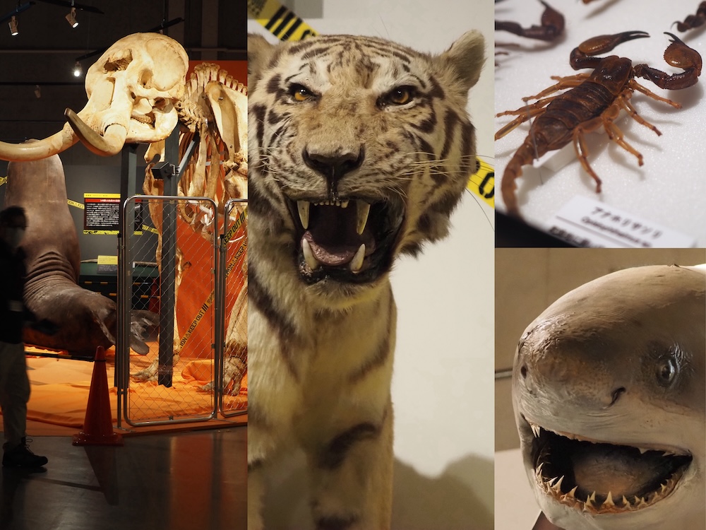 国立科学博物館の特別展「超危険生物展 科学で挑む生き物の本気」