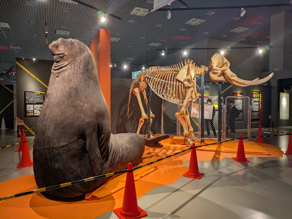 ミナミゾウアザラシの剥製(学名 Mirounga leonina 分類 哺乳綱 食肉目アザラシ科 体長 300~500cm 分布 南極海周辺)