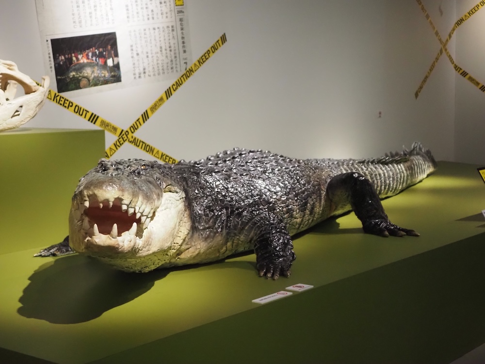 イリエワニの剥製(原標本 フィリピン国立自然史博物館所蔵)。学名はCrocodylus porosus、分類は爬虫綱 ワニ目クロコダイル料、南アジアから東南アジアを経てオーストラリアの治岸部に分布。けっこう広い範囲にいるな