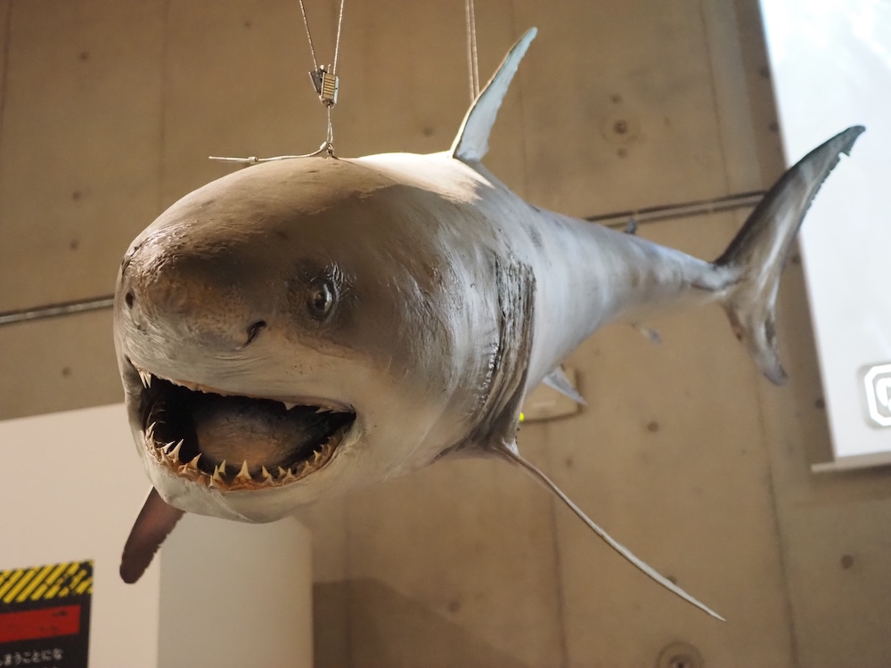 ホホジロザメの剥製(ミュージアムパーク茨城県自然博物館所蔵)。学名はCarcharodon carcharias、分類は軟骨魚網 ネズミザメ目 ネズミザメ科、極域を除く全世界の海に分布