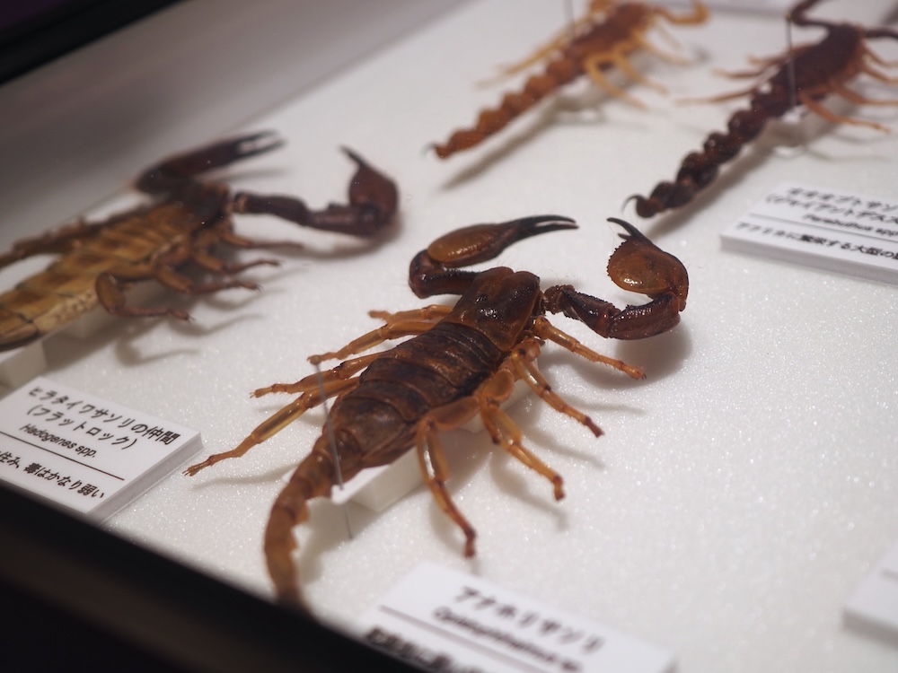 危険生物界で著名なサソリも展示されている。日本だと危険性を実感しにくいが……