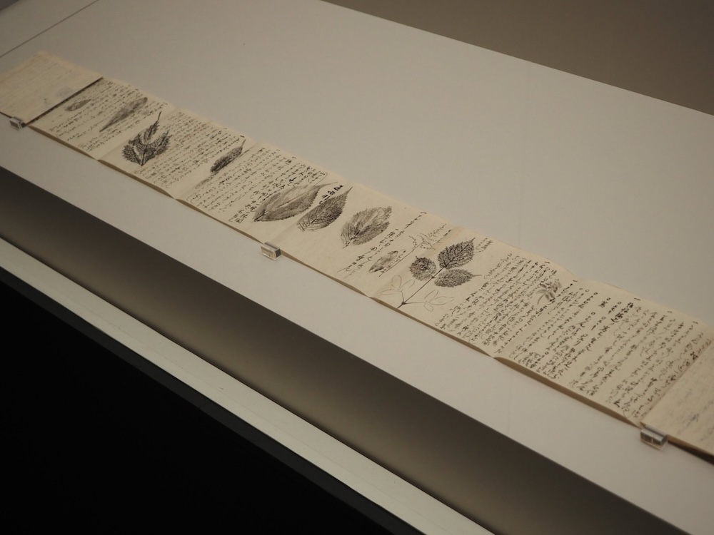 前田綱紀の日記の1つ。こちらは参勤交代の帰路の様子を記録したもの。動植物の観察記録や葉の拓本が記されている