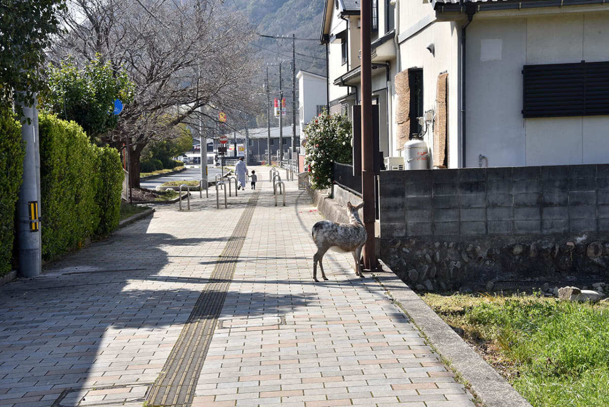 広島市安佐北区では、駅前の住宅地にも野生のシカが頻繁に出没