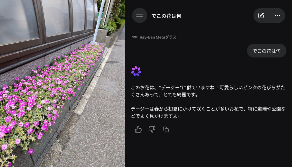 Ray-Ban Metaで撮影した画像(左)と同場所でMeta AIに花の名前を確認した時の会話内容(右)。Meta AIとの会話内容はアプリでも確認できる。