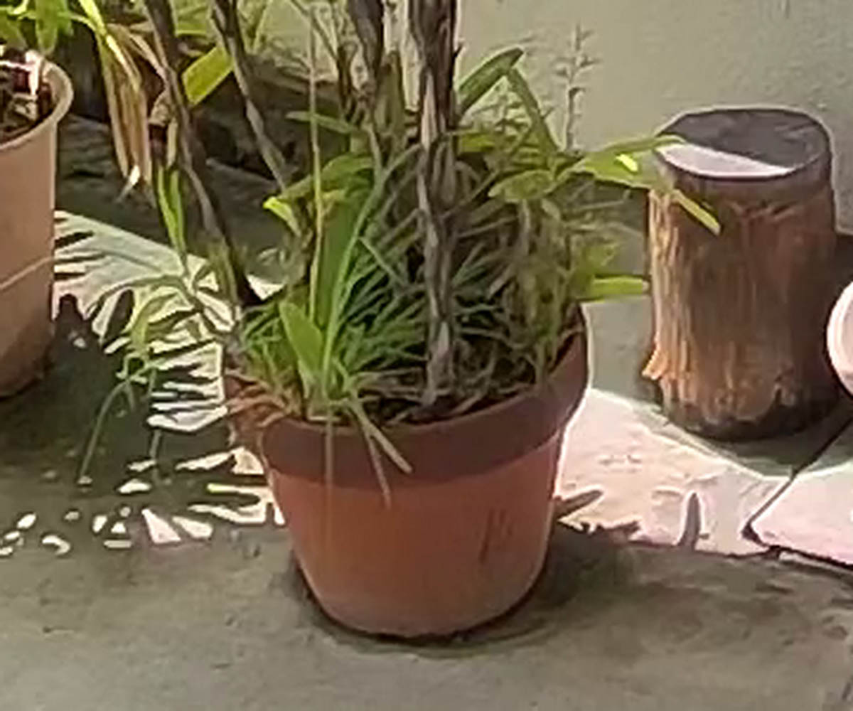 4K撮影のため非常に高精細で、奥の植木鉢を拡大してもかなりくっきり撮影できていることがわかる