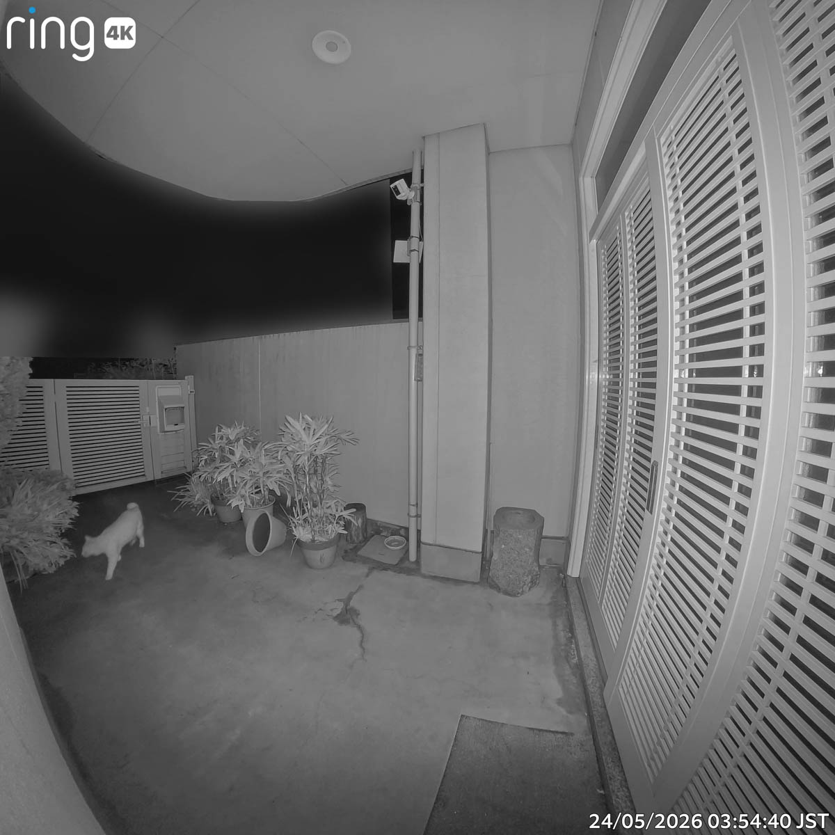深夜に侵入してきた猫もしっかり検知された
