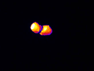 中間赤外カメラ TIR によって観測された小惑星「トリフネ」のサーモグラフィ画像(©JAXA・前橋工科大学・千葉工業大学・会津大学・北海道教育大学・産業技術総合研究所)
