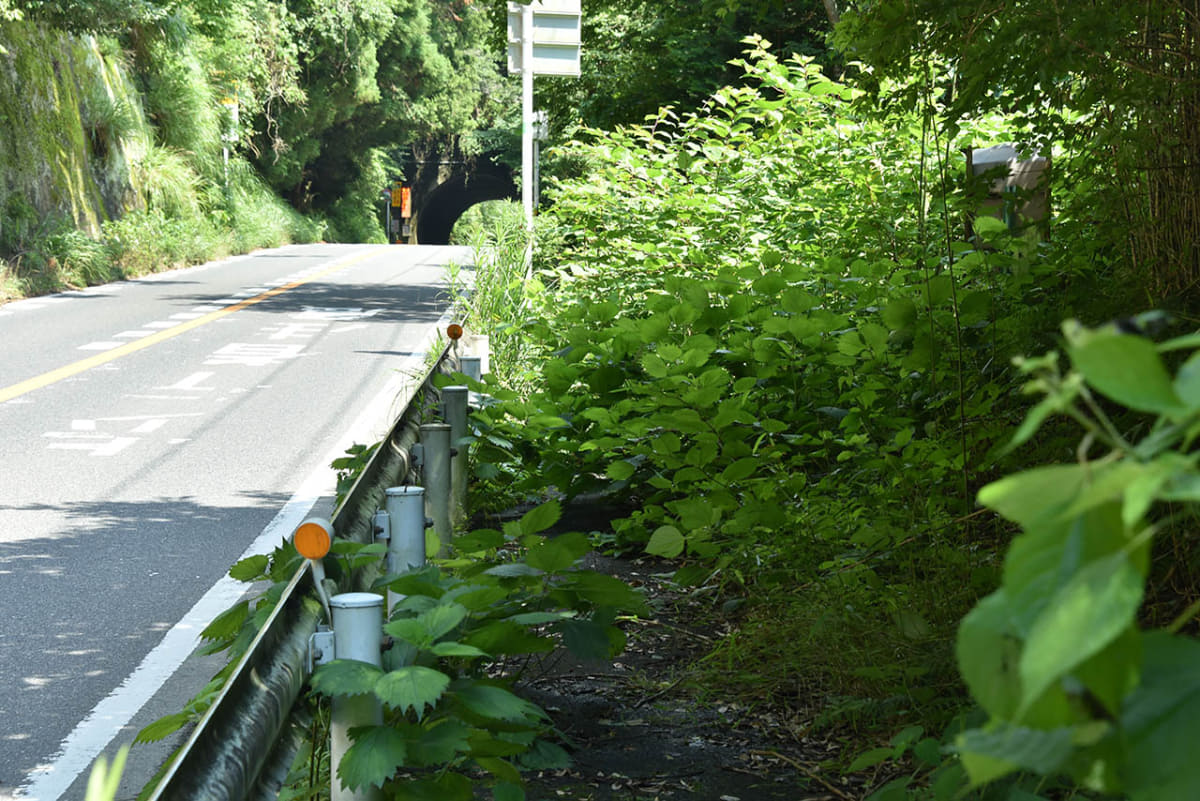 歩車分離されている歩道区間でも草が生い茂り、思うようには歩けない