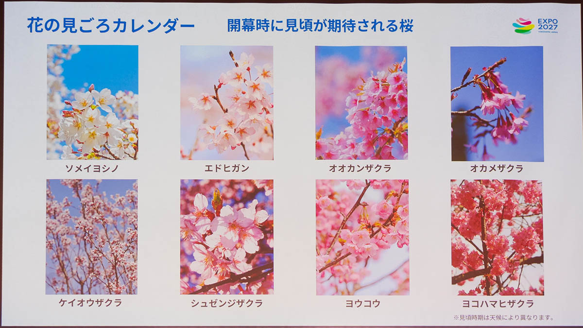 開幕時の桜