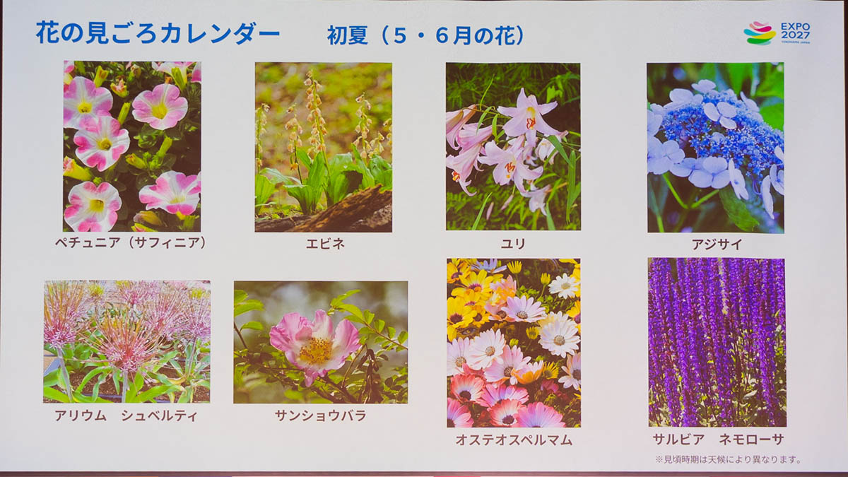 初夏の花