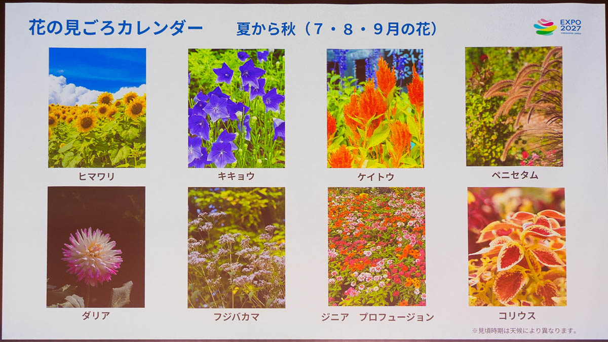 夏から秋の花